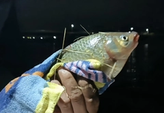フナの釣果