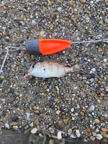 チャリコの釣果