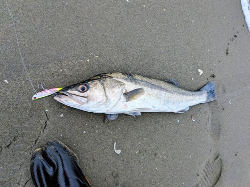 スズキの釣果