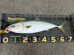 ワラサの釣果