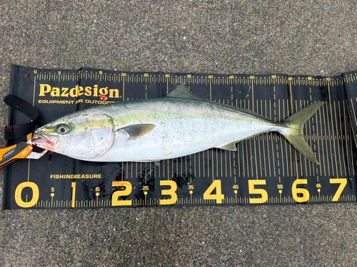 ワラサの釣果
