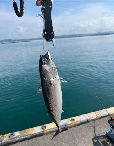 ソウダガツオの釣果
