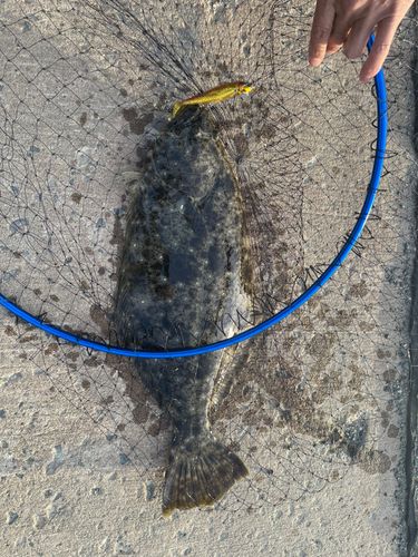 ヒラメの釣果