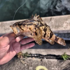 タケノコメバルの釣果