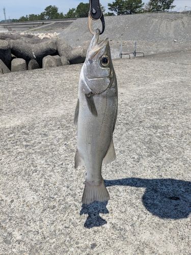 ヒラスズキの釣果