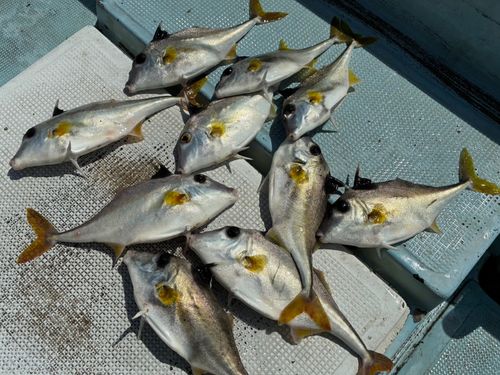 ギマの釣果