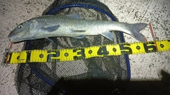 ニゴイの釣果