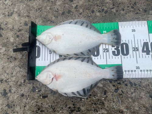 クロガシラガレイの釣果