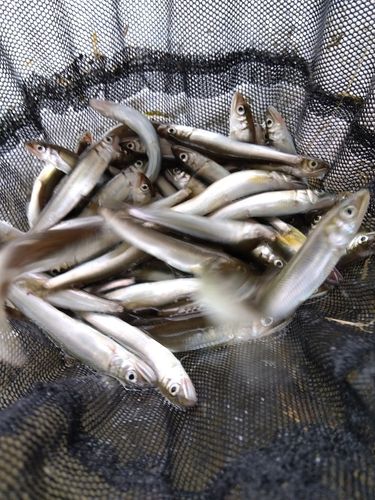 アユの釣果
