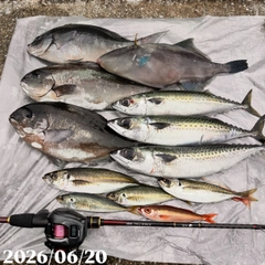 マアジの釣果