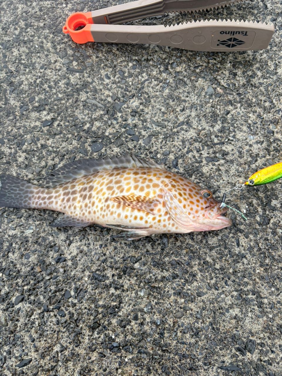 SHIMANO 23ディアルーナ S106MHの最安値・インプレ・釣果 | 本音の