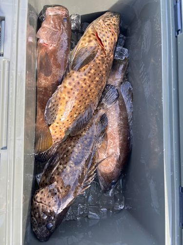 クエの釣果