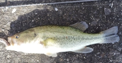 ブラックバスの釣果