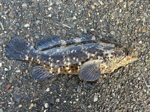 ヤイトハタの釣果
