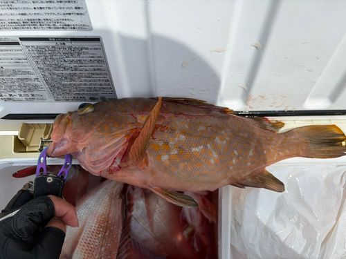 アコウの釣果