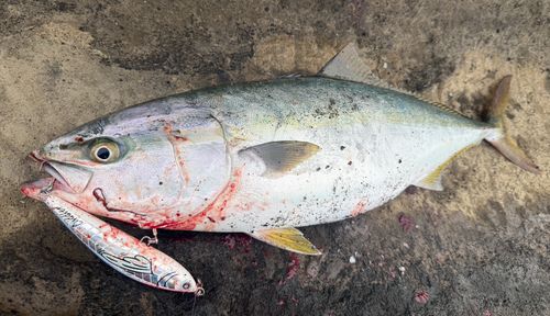 ワラサの釣果
