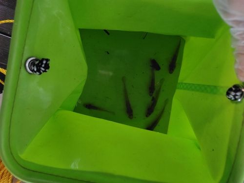 ハゼの釣果