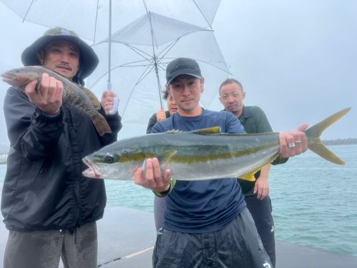 ヒラマサの釣果