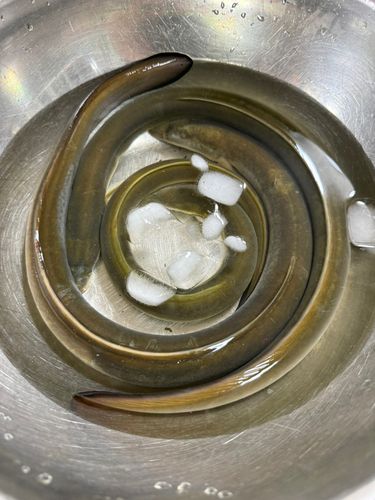 ウナギの釣果