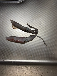 アカイカの釣果