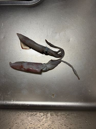 アカイカの釣果