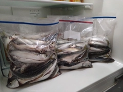 サバの釣果