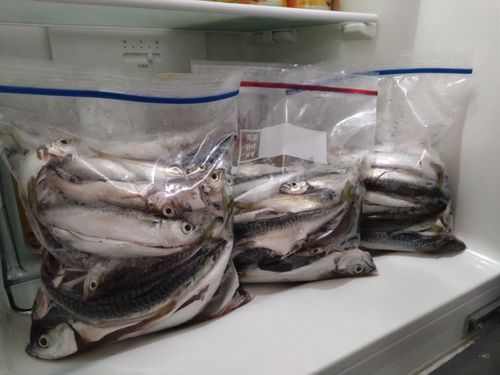 サバの釣果