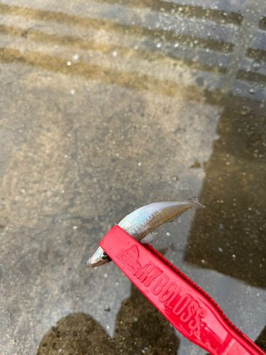 キスの釣果
