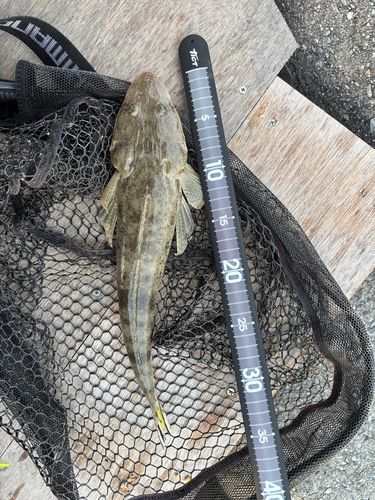 ミナミマゴチの釣果