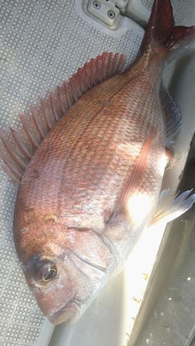 マダイの釣果