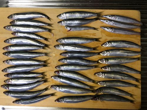 ウルメイワシの釣果