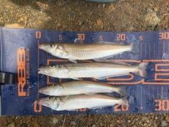 シロギスの釣果