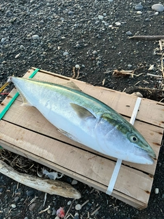 ブリの釣果