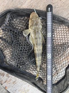 ミナミマゴチの釣果