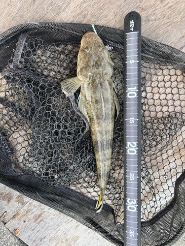 ミナミマゴチの釣果