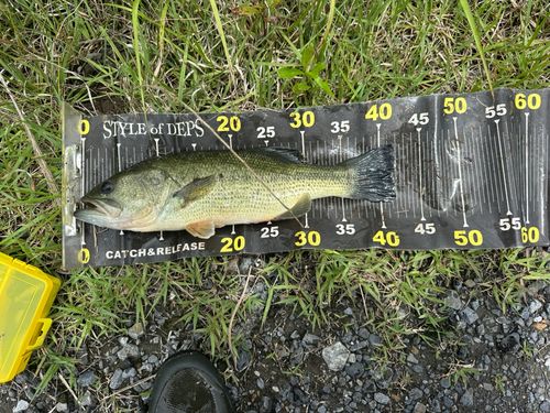 ブラックバスの釣果