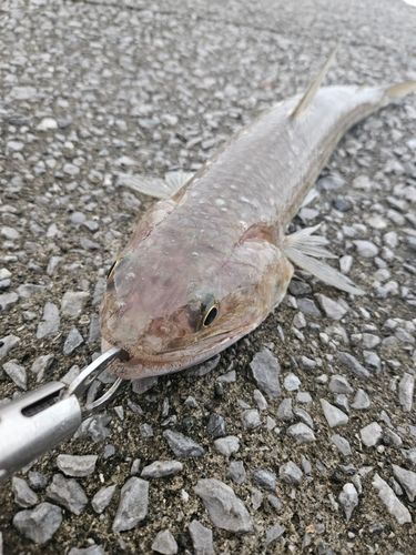 エソの釣果