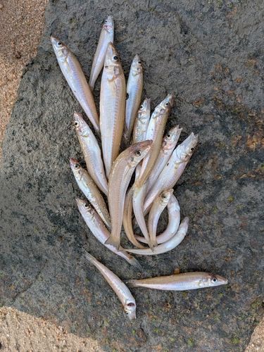 キスの釣果