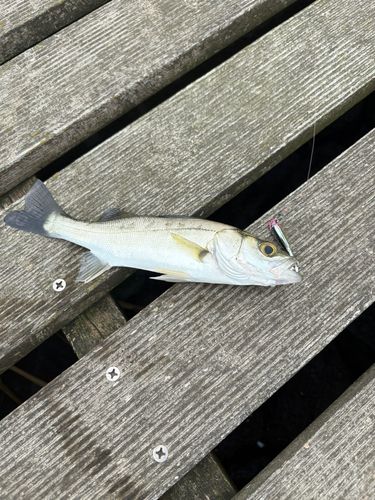 セイゴ（マルスズキ）の釣果