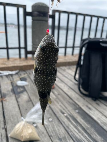 クサフグの釣果