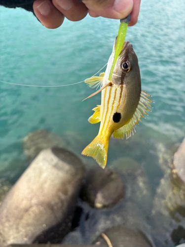 ニセクロホシフエダイの釣果