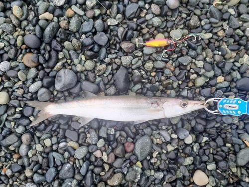 カマスの釣果