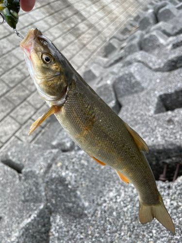 ウグイの釣果