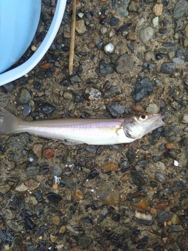 シロギスの釣果