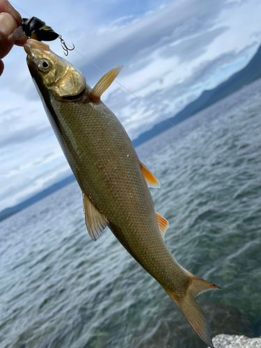 ウグイの釣果