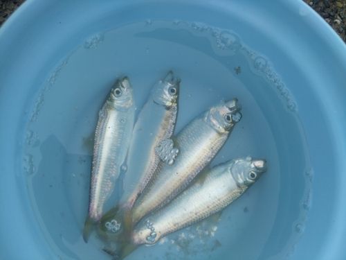 サッパの釣果
