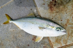 ツバスの釣果