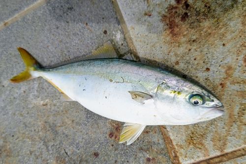 ツバスの釣果