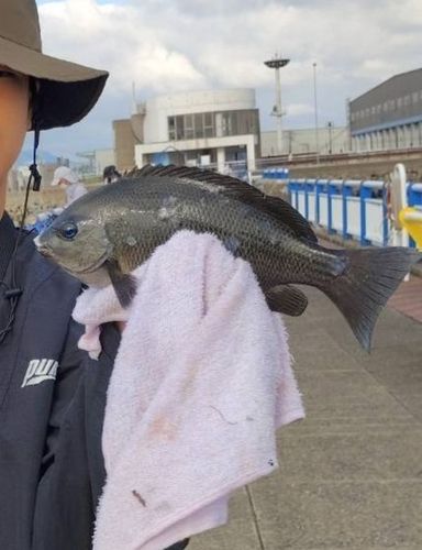 メジナの釣果