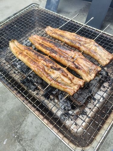ウナギの釣果